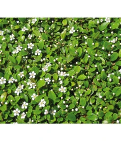 Zwergmispel 'Frieders Evergreen' -Blumen Geschaft 7144538 BildD 001 ZwergmispelFriedersEvergreenCotFriedEvergreen