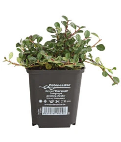 Zwergmispel 'Frieders Evergreen'