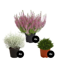 Grabpflanzen-Set In Erinnerung, 12-teilig