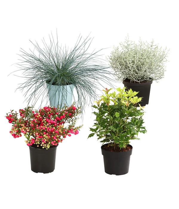 Grabpflanzen-Set Lichtblick, 4-teilig 1 Grabpflanzen-Set Lichtblick, 4-teilig