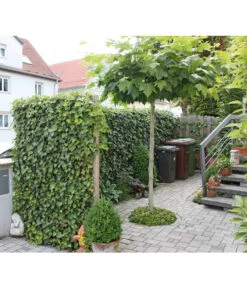 Hecke Am Laufenden Meter® 'Woerneri' - Efeu, Ca. 100 Cm -Blumen Geschaft 7208309 BildM 002 HederaHelixWoerneriHeckeAmLaufendenMeter