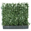 Hecke Am Laufenden Meter® 'Woerneri' - Efeu, Ca. 100 Cm