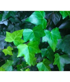 Irischer Efeu -Blumen Geschaft 7209810 WE DE 001 HederaIrischerEfeuPixabay