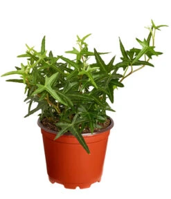 Efeu, Verschiedene Sorten -Blumen Geschaft 7211261 PR FS 002 HederaT9DehnerExpressZS