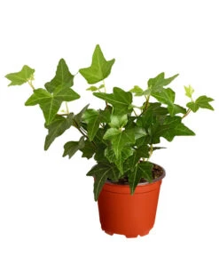 Efeu, Verschiedene Sorten -Blumen Geschaft 7211261 PR FS 003 HederaT9DehnerExpressZS