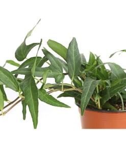 Efeu, Verschiedene Sorten -Blumen Geschaft 7211261 WE DE 001 HederaMixDehnerExpressHerzig