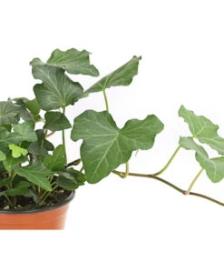 Efeu, Verschiedene Sorten -Blumen Geschaft 7211261 WE DE 002 HederaMixDehnerExpressHerzig