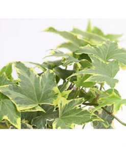 Efeu, Verschiedene Sorten -Blumen Geschaft 7211261 WE DE 003 HederaMixDehnerExpressHerzig