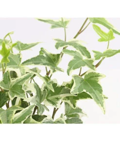 Efeu, Verschiedene Sorten -Blumen Geschaft 7211261 WE DE 004 HederaMixDehnerExpressHerzig