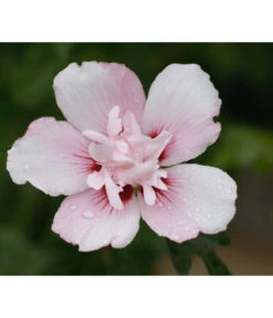 Hibiskus 'China Chiffon®' - Garten-Eibisch