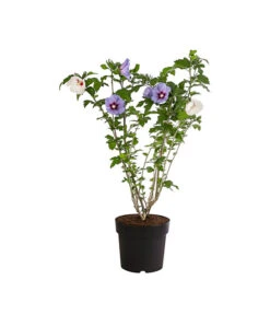 Hibiskus-Duo - Garten-Eibisch, Verschiedene Farbkombinationen -Blumen Geschaft 7218159 PR FS 001 HibiscusTwinGartenhibiskusBlauWeissDehnerExpressHerzig