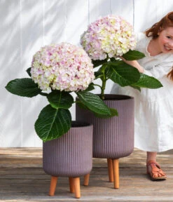 Bauern-Hortensie 'Avantgarde' -Blumen Geschaft 7220148 WE MO 001 HortensieAvantgard5L