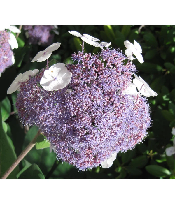 Samthortensie 'Macrophylla' 1 Samthortensie 'Macrophylla'