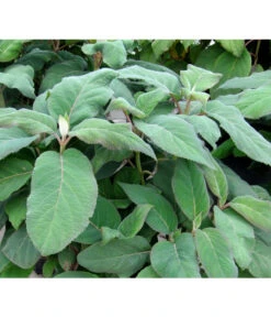 Samthortensie 'Macrophylla' 5 Samthortensie 'Macrophylla' -Blumen Geschaft 7220312 BildFS 001 SamthortensieMacrophyllaHydAspMacrophylla