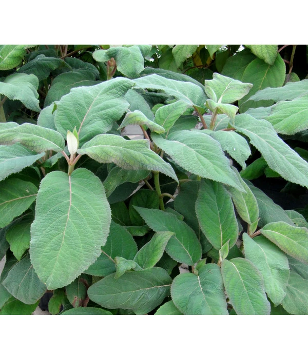 Samthortensie 'Macrophylla' 3 Samthortensie 'Macrophylla' – Bild 3