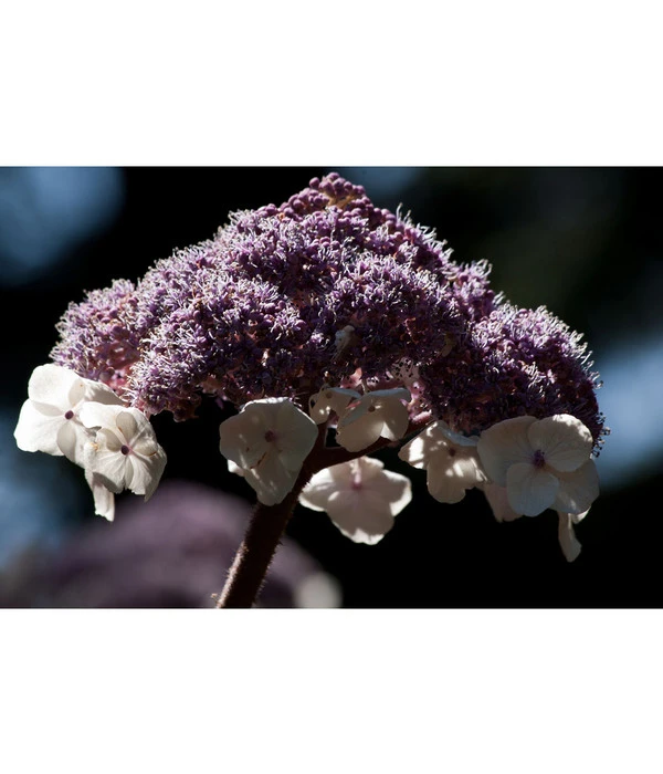 Samthortensie 'Macrophylla' 2 Samthortensie 'Macrophylla' – Bild 2