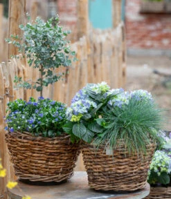 Vergissmeinnicht 'Myomark' -Blumen Geschaft 7222003 WE MO 001 HortensienBlauBlaubluehendeStraeucher