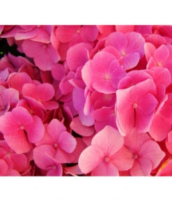Schneeball-Hortensie 'Pink Annabelle®' 7 Schneeball-Hortensie 'Pink Annabelle®' -Blumen Geschaft 7223878 HydrangeaHortensiePinkAnnabelle Pixabay