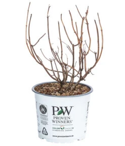 Schneeball-Hortensie 'Pink Annabelle®' 6 Schneeball-Hortensie 'Pink Annabelle®' -Blumen Geschaft 7223878 WE FS 001 HydrangeaPinkAnnabel