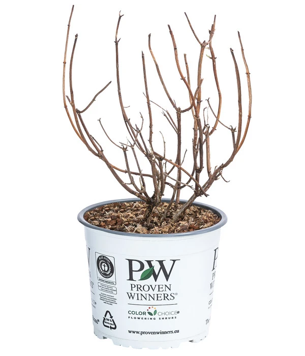 Schneeball-Hortensie 'Pink Annabelle®' 3 Schneeball-Hortensie 'Pink Annabelle®' – Bild 3