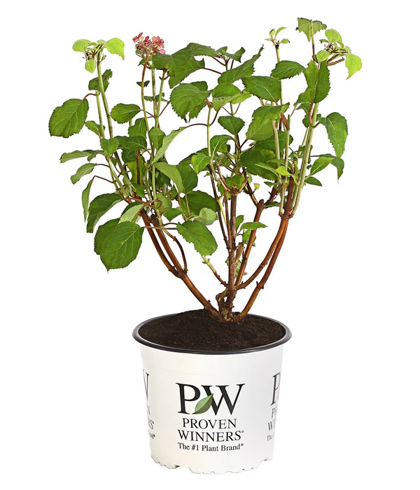 Schneeball-Hortensie 'Pink Annabelle®' 2 Schneeball-Hortensie 'Pink Annabelle®' – Bild 2