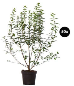 17 Meter Ovalblättriger Liguster, 50 X Ca. 60-100 Cm