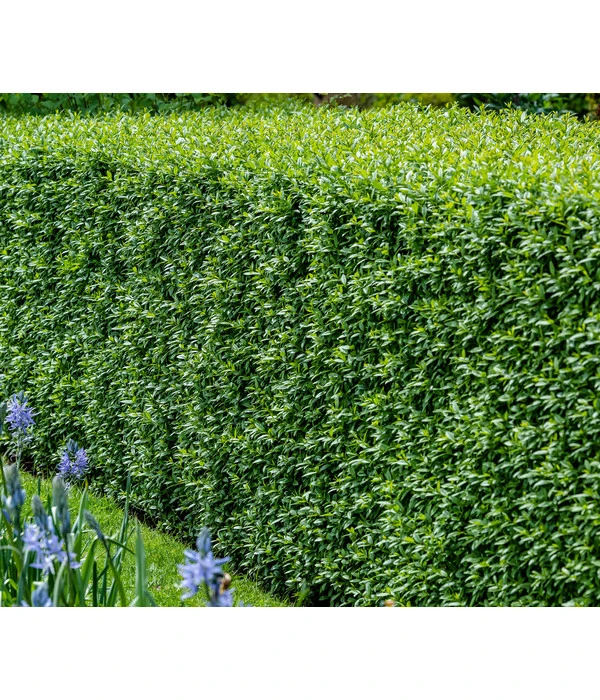 10 Meter Wintergrüner Liguster 'Atrovirens', 30 X Ca. 100-150 Cm 2 10 Meter Wintergrüner Liguster 'Atrovirens', 30 X Ca. 100-150 Cm – Bild 2