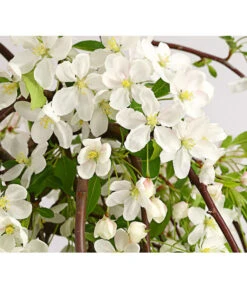 Hänge-Zier-Apfel 'Fontana', Stämmchen -Blumen Geschaft 7282213 WE DE 001 MalusZierapfelFontana5LStammDehnerExpressHerzig