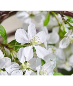 Hänge-Zier-Apfel 'Fontana', Stämmchen -Blumen Geschaft 7282213 WE DE 003 MalusFontanaMagazin