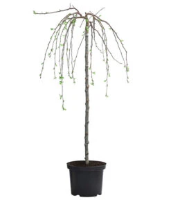 Hänge-Zier-Apfel 'Fontana', Stämmchen -Blumen Geschaft 7282213 WE FS 001 MalusFontanaZierapfelStamm