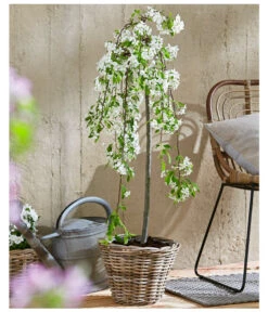 Hänge-Zier-Apfel 'Fontana', Stämmchen -Blumen Geschaft 7282213 WE MO 002 MalusFontanaMagazin