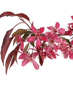 Zierapfel 'Royal Beauty', Kaskaden-Stämmchen -Blumen Geschaft 7282908 WE DE 001 MalusZierapfelRoyalBeauty5LStammDehnerExpressHerzig