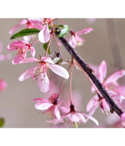 Zierapfel 'Royal Beauty', Kaskaden-Stämmchen -Blumen Geschaft 7282908 WE DE 005 MalusRoyalBeautyMagazin