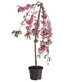 Zierapfel 'Royal Beauty', Kaskaden-Stämmchen