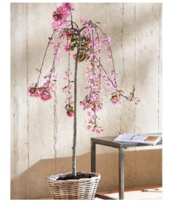 Zierapfel 'Royal Beauty', Kaskaden-Stämmchen -Blumen Geschaft 7282908 WE MO 001 MalusRoyalBeautyMagazin