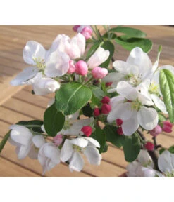 Zierapfel -Blumen Geschaft 7284425 BildD 001 ZierapfelMalusInSortenBonsai