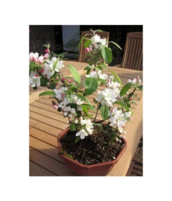 Zierapfel -Blumen Geschaft 7284425 BildFS 001 ZierapfelMalusInSortenBonsai