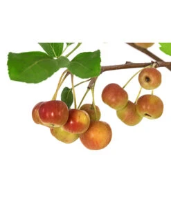 Zierapfel -Blumen Geschaft 7284425 WE DE 001 Malus