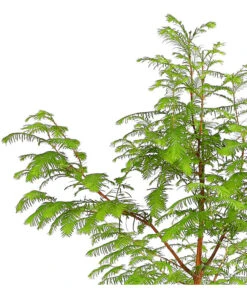 Dehner Urweltmammutbaum - Chinesisches Rotholz -Blumen Geschaft 7293939 PR DE 001 MetasequoiaUrweltmammutbaumGlyptostroboides3LDehnerExpressHerzig