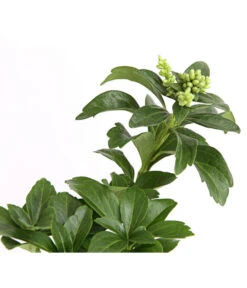 Schattengrün -Blumen Geschaft 7298284 WE DE 003 PachysandraSchattengruen9CDehnerExpressHerzig