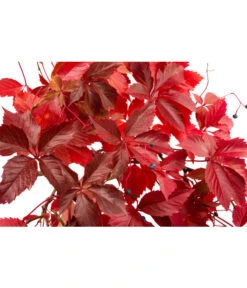 Wilder Wein 'Veitchii' - Dreispitz-Jungfernrebe -Blumen Geschaft 7299662 WE DE 002 ParthenocissusVeitchii
