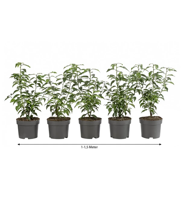 1-1,5 Meter Portugiesischer Kirschlorbeer 'Angustifolia', 5 X Ca. 30-35 Cm 1 1-1,5 Meter Portugiesischer Kirschlorbeer 'Angustifolia', 5 X Ca. 30-35 Cm