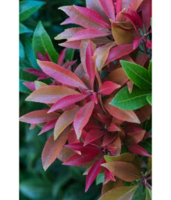 Dehner Schattenglöckchen, Japanische Lavendelheide 'Mountain Fire' -Blumen Geschaft 7322696 PR DE 001 PierisJaponicaMountainFire