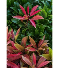 Dehner Schattenglöckchen, Japanische Lavendelheide 'Mountain Fire' -Blumen Geschaft 7322696 PR DE 002 PierisJaponicaMountainFire