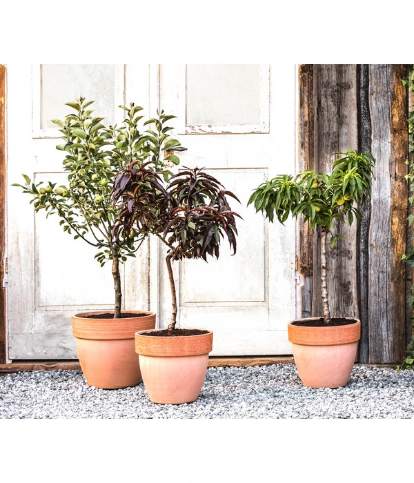 Zwergapfel 'Galina' 2 Zwergapfel 'Galina' – Bild 2