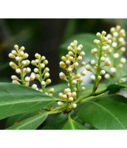 Kirschlorbeer 'Novita' 9 Kirschlorbeer 'Novita' -Blumen Geschaft 7359706 PR DE 001 KirschlorbeerEtnaPrunLaurEtna