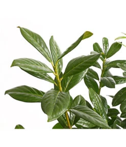 Kirschlorbeer 'Novita' 8 Kirschlorbeer 'Novita' -Blumen Geschaft 7360068 PR DE 001 PrunusKirschlorbeerNovita12LDehnerExpressHerzig