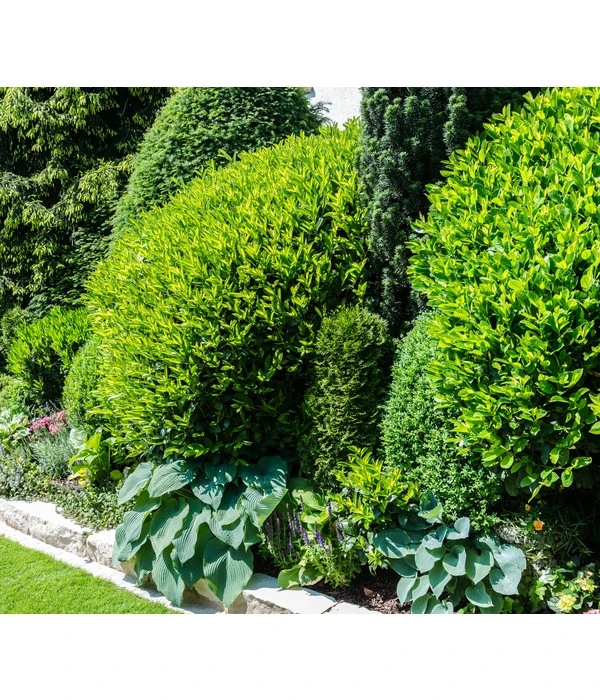 Kirschlorbeer 'Novita' 2 Kirschlorbeer 'Novita' – Bild 2