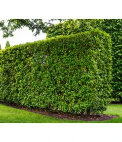 Kirschlorbeer 'Novita' 7 Kirschlorbeer 'Novita' -Blumen Geschaft 7360530 WE MO 002 Luckner Hecke PrunusNovita