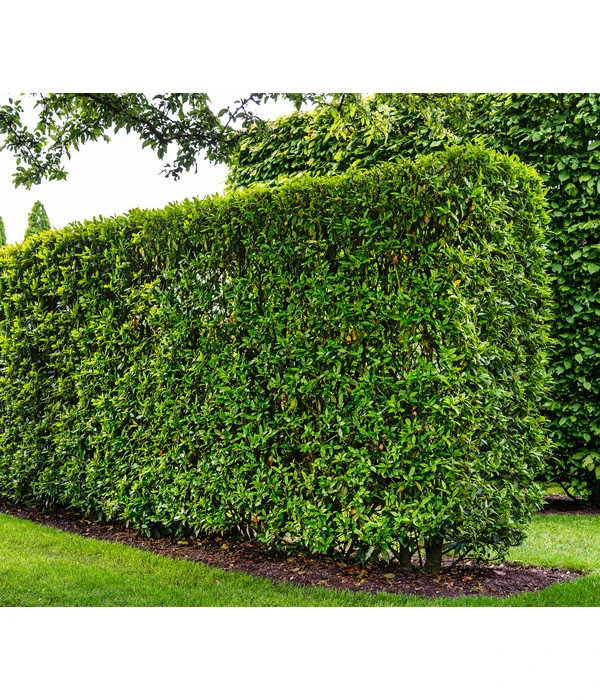 Kirschlorbeer 'Novita' 3 Kirschlorbeer 'Novita' – Bild 3